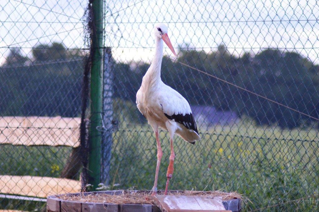 Agroturystyka Klekusiowo Boleslawiec  Luaran gambar
