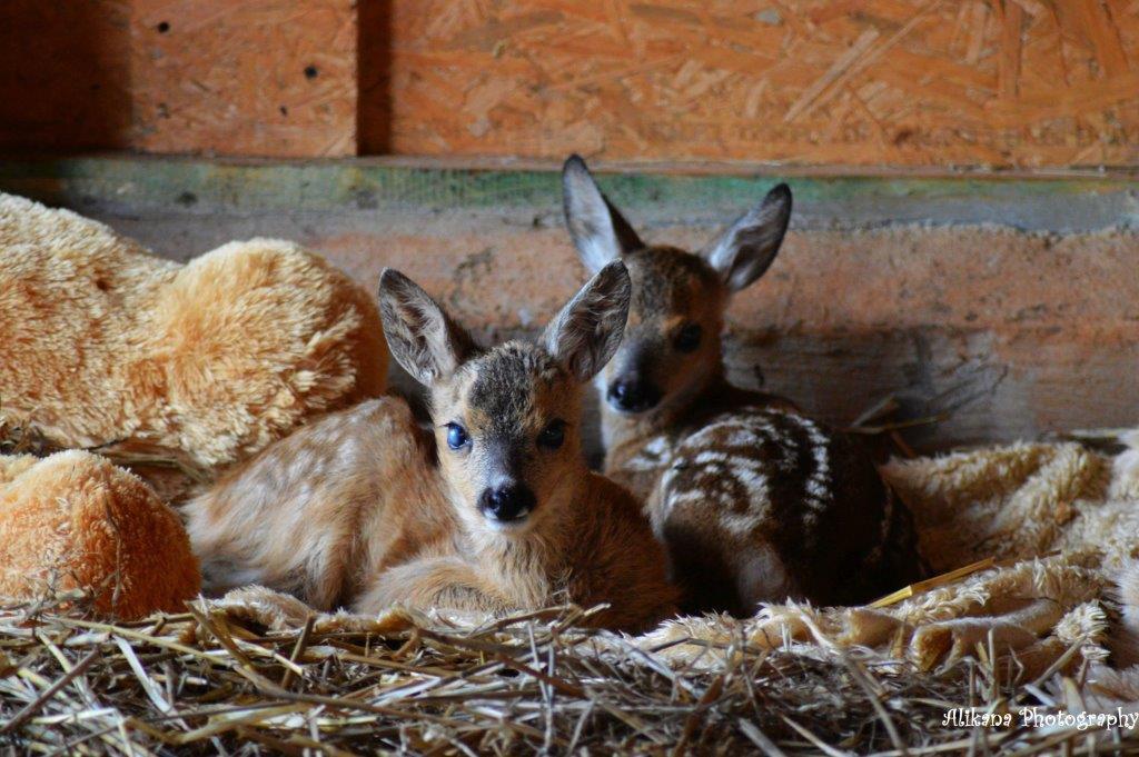 Agroturystyka Klekusiowo Boleslawiec  Luaran gambar